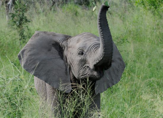 elephant stole iphone