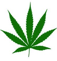 cannabis wiki