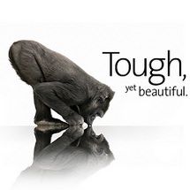 gorilla glass