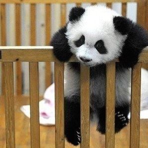 baby panda