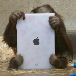 iPad животные