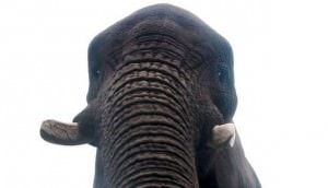 селфи на iPhone