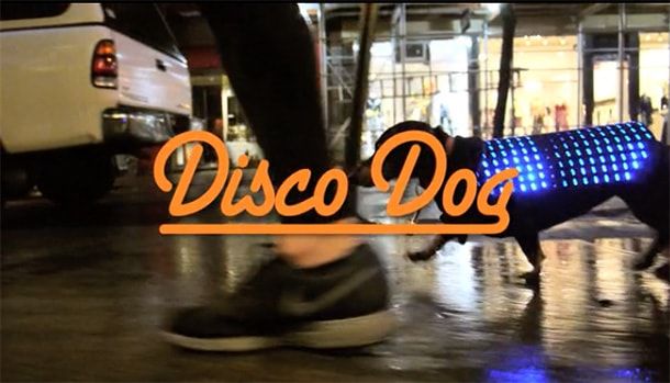 Disco Dog