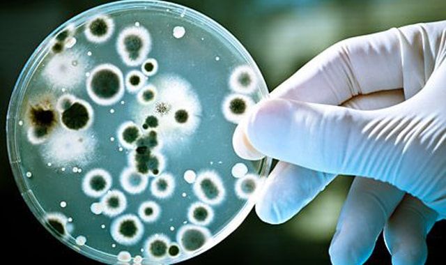 Смартфоны, микробы, Росконтроль