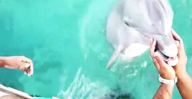 iPhone_dolphin_2