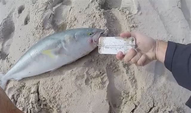 Как ловить рыбу на iPhone – в прямом смысле (видео)