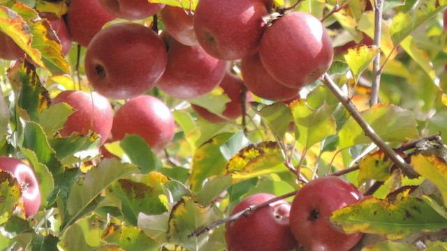 «Яблочки» Apple – забавные названия таинственных дочерних структур корпорации