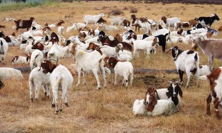 Goats on Google