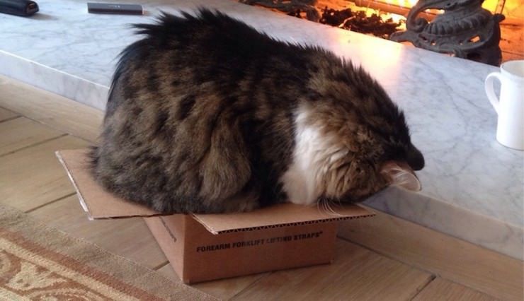Почему коты так любят сидеть / ложиться в небольшие пространства (коробки,  пакеты и тд)