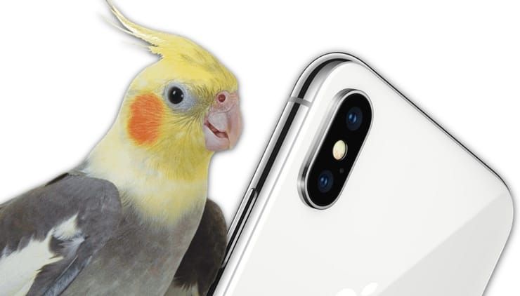 Попугай повторяет рингтон iPhone