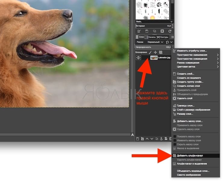 How to add transparency support to an image in GIMP (alpha channel)