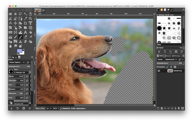 How to quickly remove background (make it transparent) in GIMP