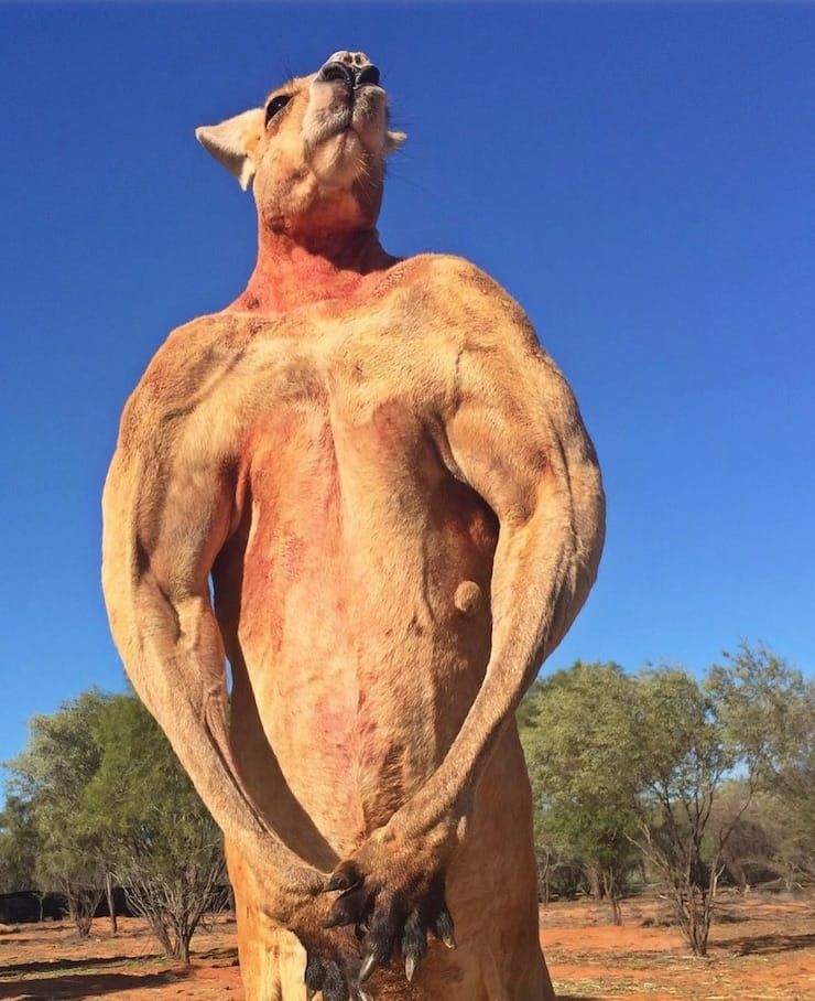 кенгуру-культурист Роджер