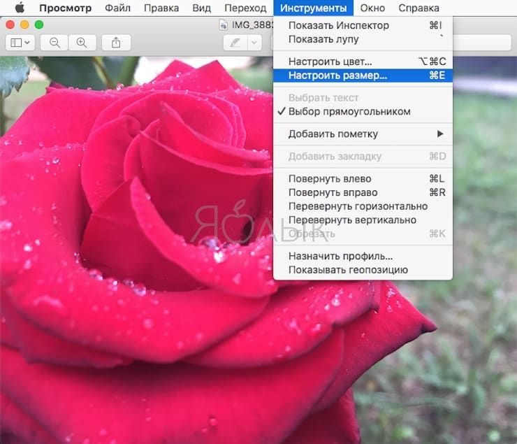 Как изменить размер картинки (фото) на Mac