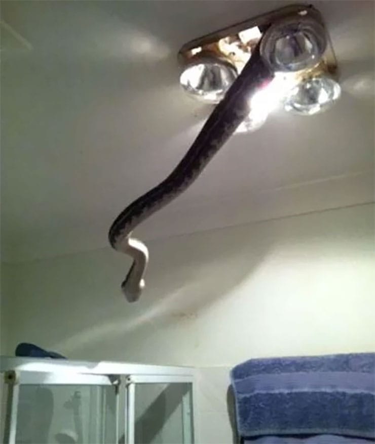 Python climbs into the house