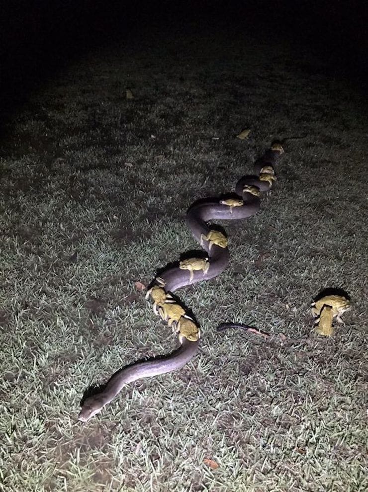 Python carries toads on itself