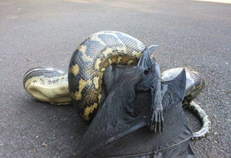 Python ate a bat