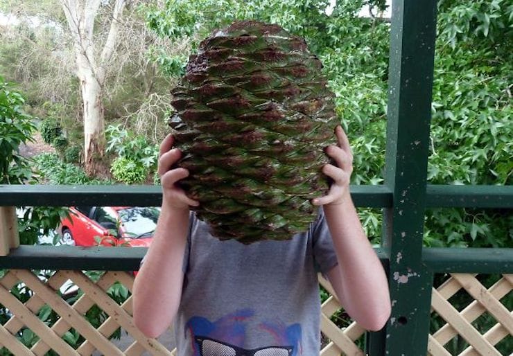 Pine cone in Australia
