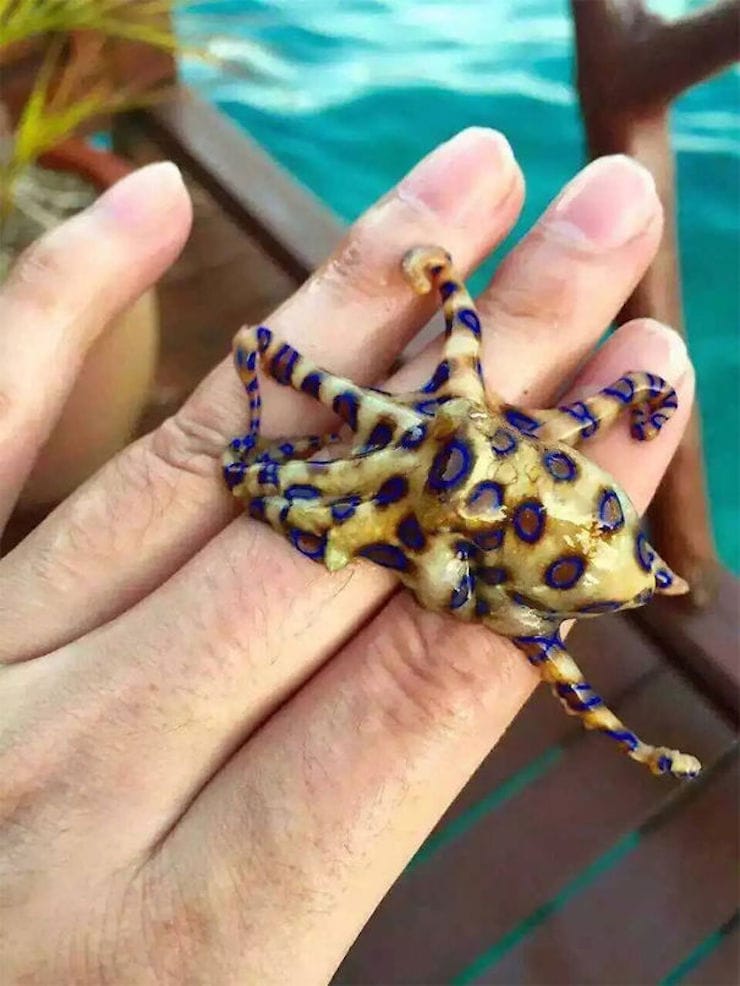 poisonous octopus