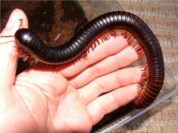 Portuguese centipede