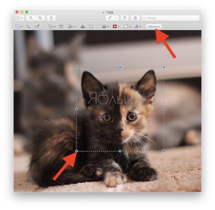 Preview on Mac (macOS): Hidden Features of the Photo Editor