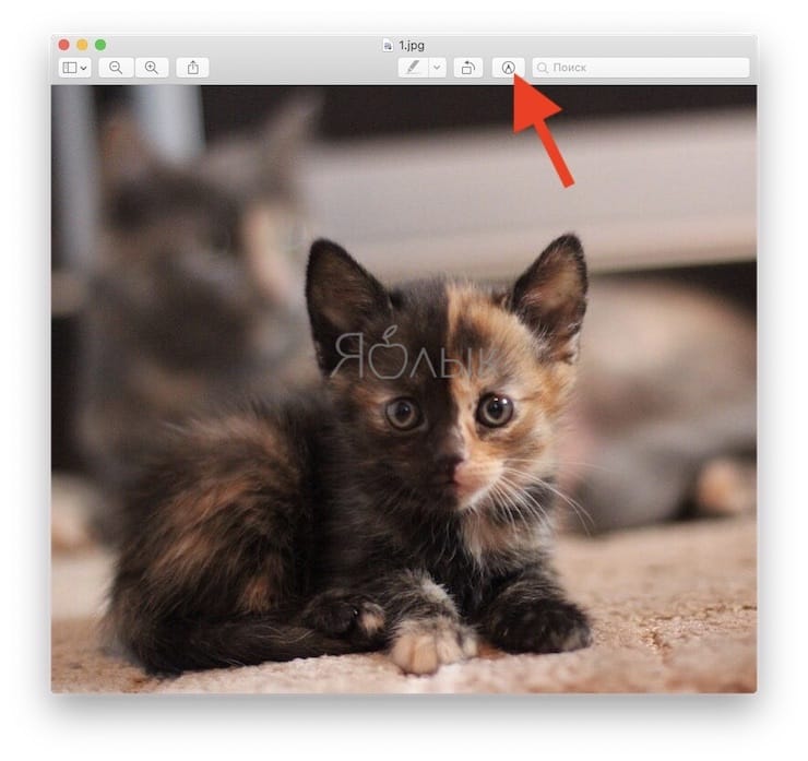 «Просмотр» на Mac (macOS): скрытые возможности редактора фото