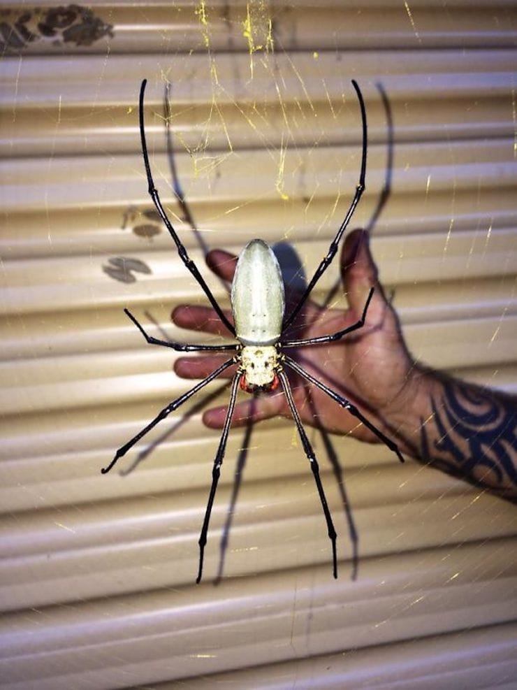 Spiders in Australia