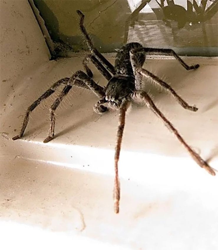 Spiders in Australia