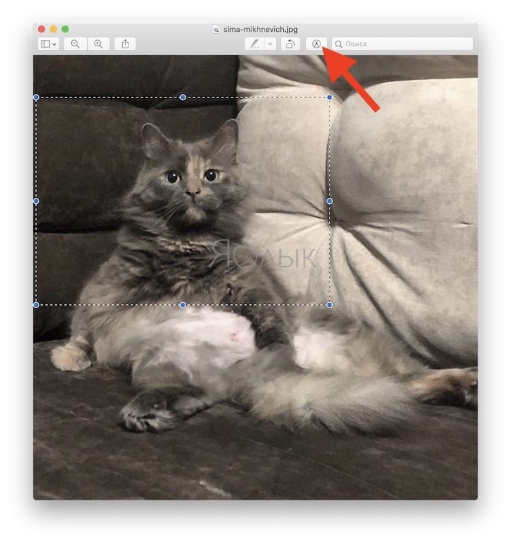 Как быстро обрезать фотографию на Mac (macOS) в программе Просмотр