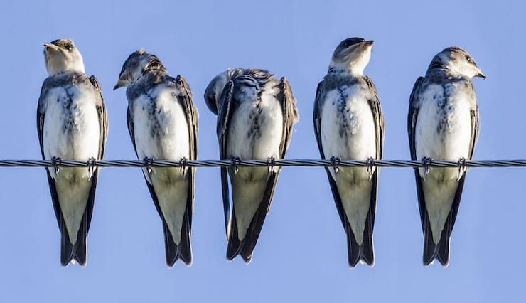 Почему птиц не бьет током на проводах