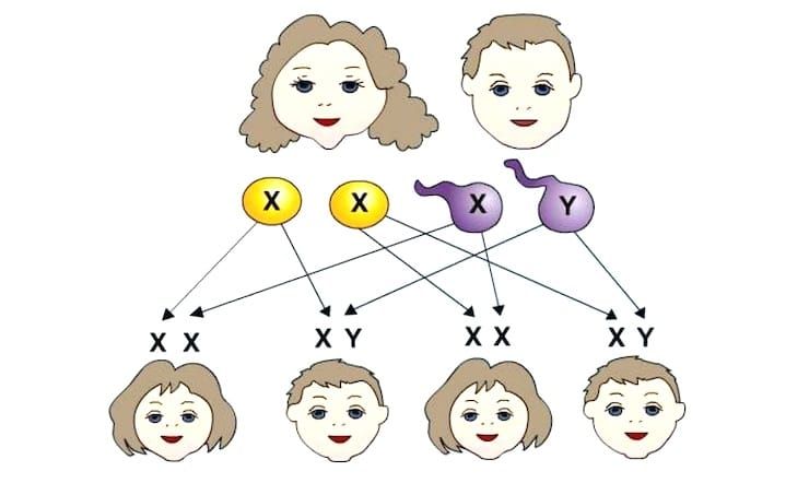 L'ADN d'un homme et d'une femme est-il différent ?