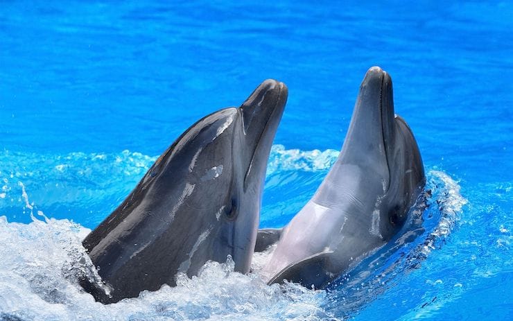 Les dauphins ne sont pas des poissons et autres faits intéressants sur les cétacés