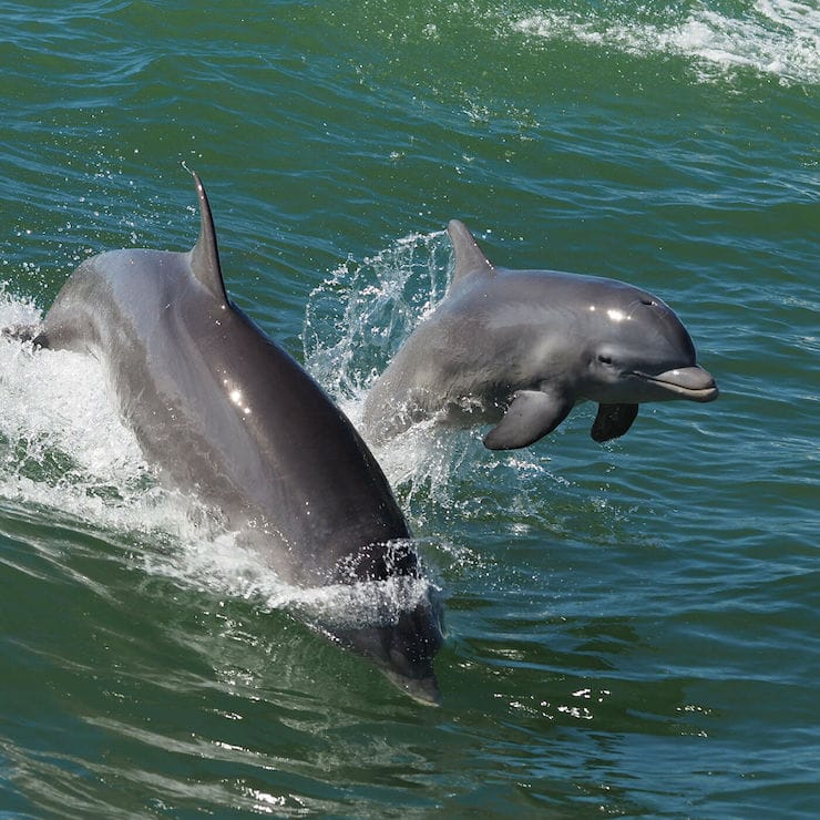 Les dauphins ne sont pas des poissons et autres faits intéressants sur les cétacés