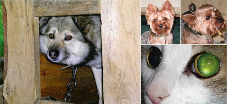 Pourquoi les yeux sont-ils différents sur les photos d'animaux ?