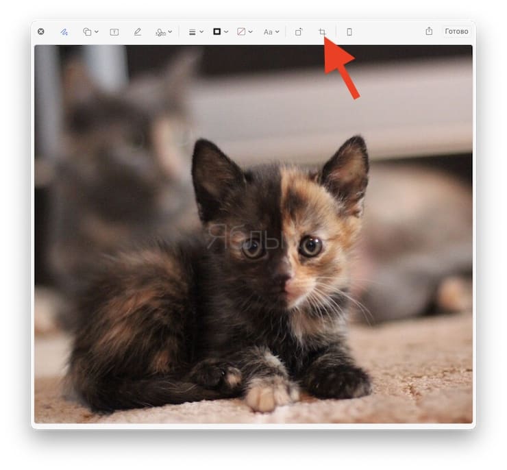 Как быстро обрезать (кадрировать) фото на Mac