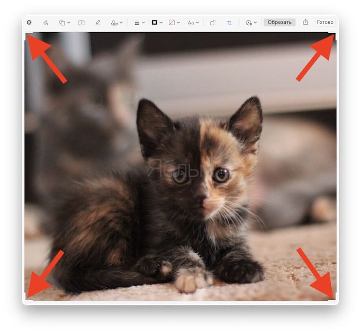 Как быстро обрезать (кадрировать) фото на Mac
