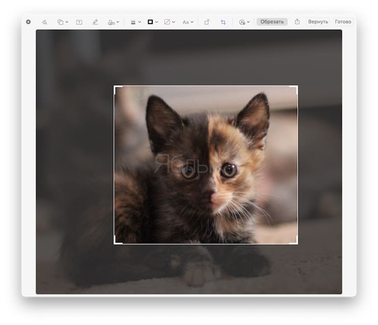Как быстро обрезать (кадрировать) фото на Mac