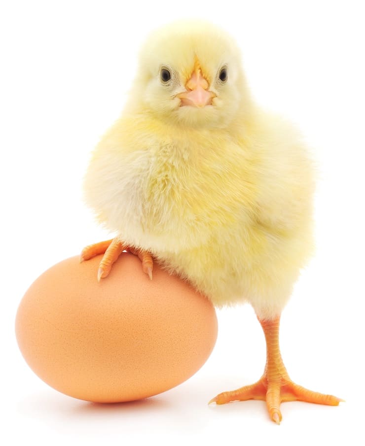 Which came first - a chicken or an egg