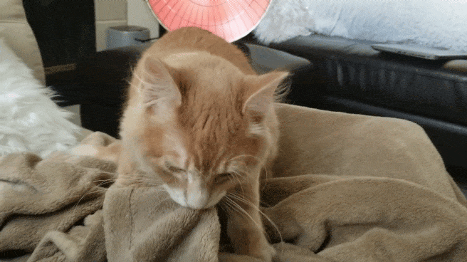 Pourquoi les chats froissent-ils la couverture, le lit et la personne ?