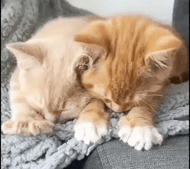 Зачем кошки мнут мягкие вещи и живот человека?