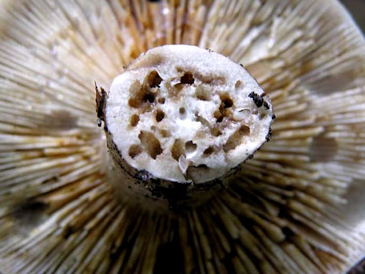 Wormy mushroom