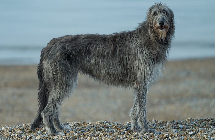 Chien de chasse écossais