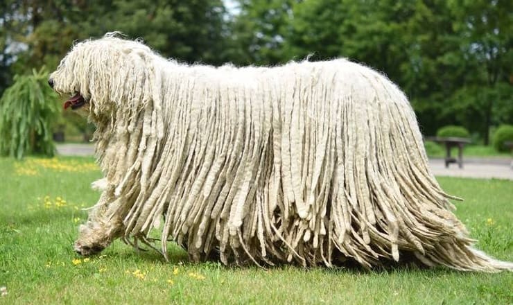 Komondor