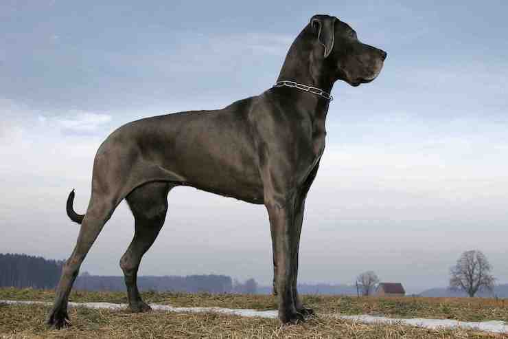 German dog