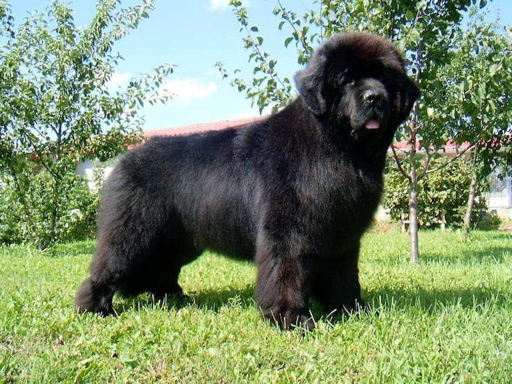 Newfoundland