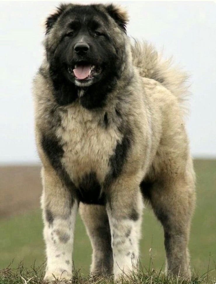 Caucasian Shepherd Dog