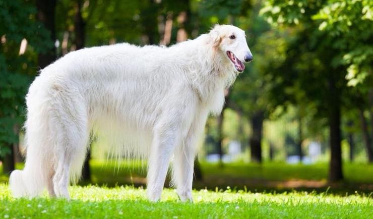 Russian borzoi