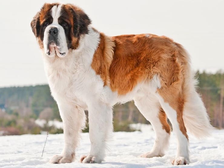 St Bernard