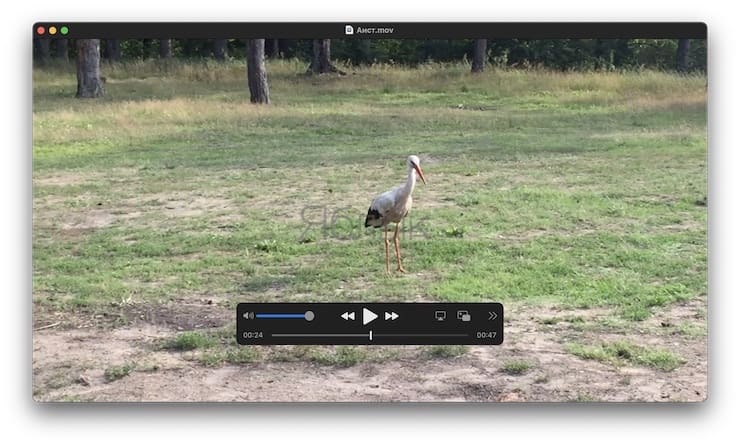 Как склеить несколько видео в одно при помощи QuickTime Player на macOS?