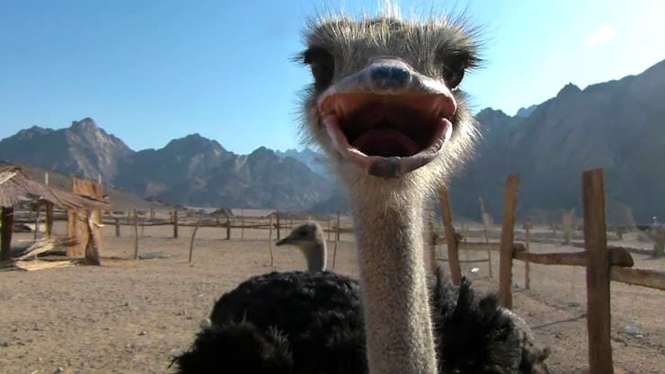 Do ostriches hide their heads in the sand?